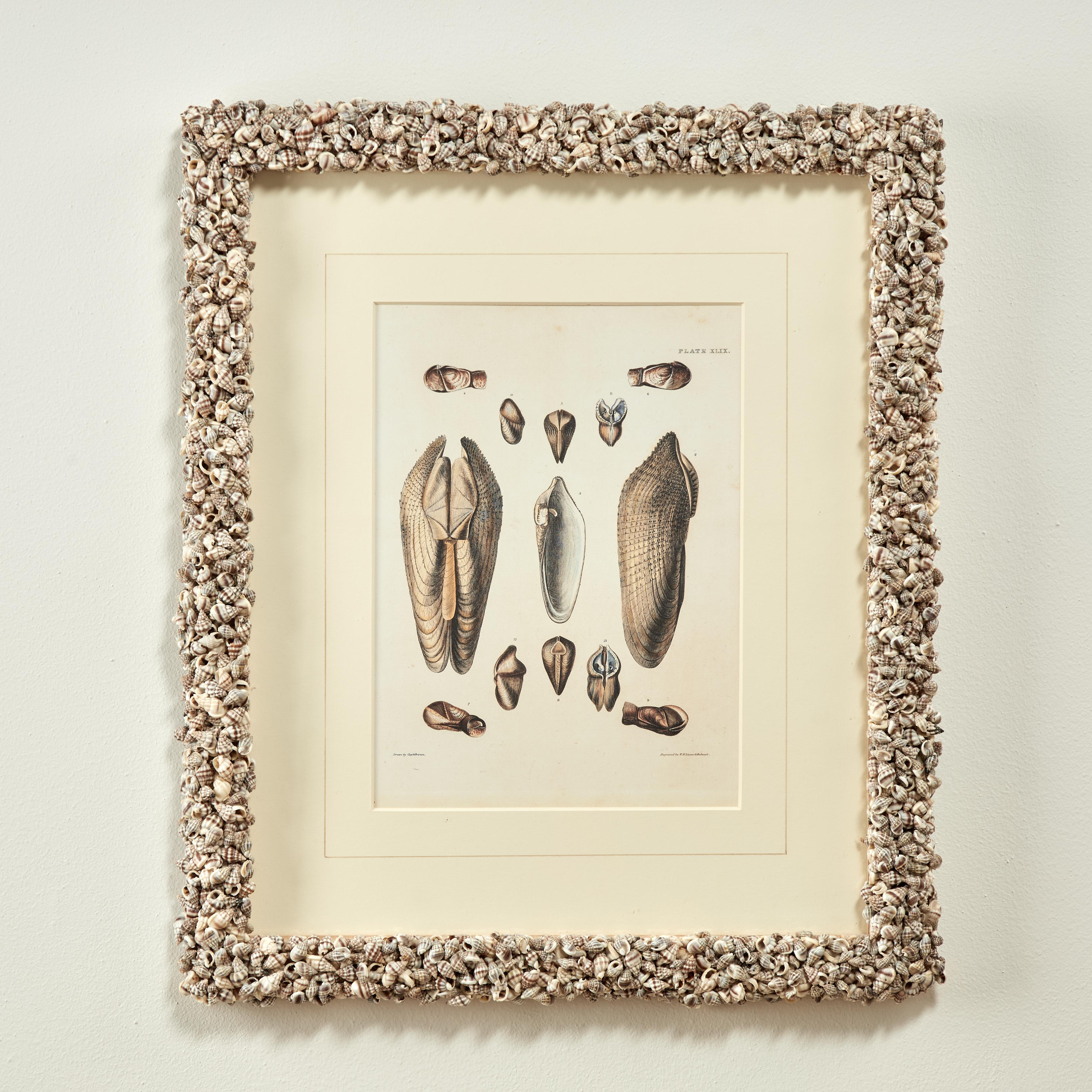 Set of Six Seashell Prints in Seashell Encrusted Frames For Sale 5