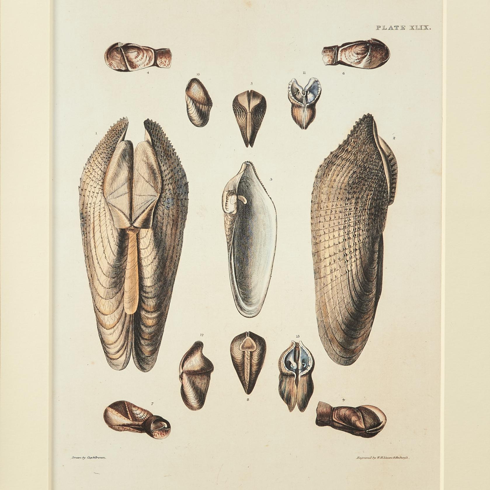 Set of Six Seashell Prints in Seashell Encrusted Frames For Sale 6