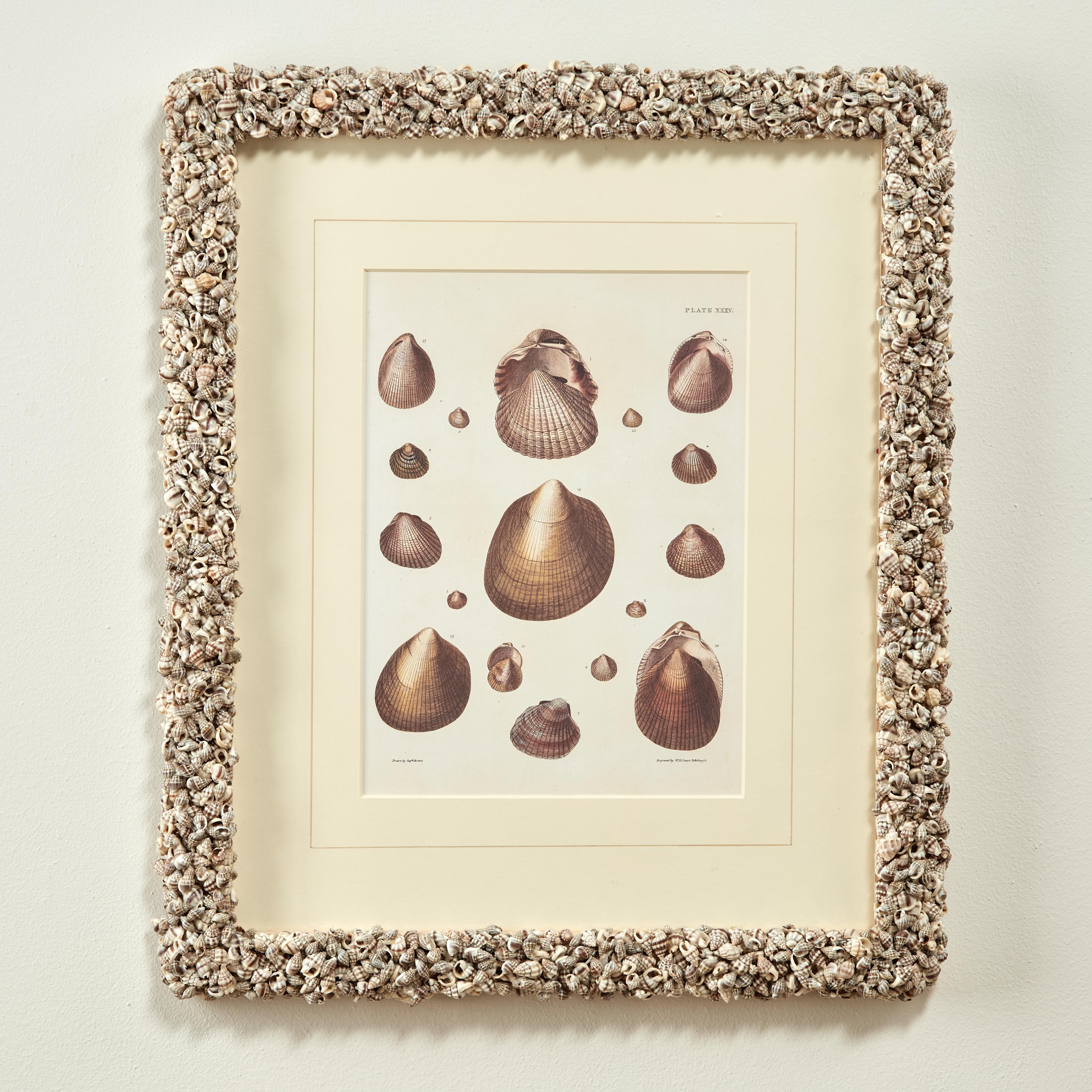 Set of Six Seashell Prints in Seashell Encrusted Frames For Sale 7