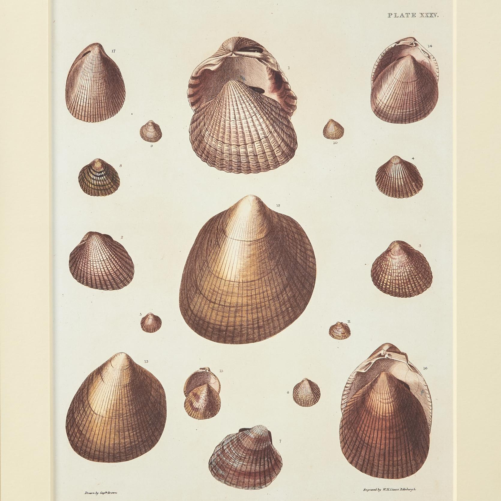 Set of Six Seashell Prints in Seashell Encrusted Frames For Sale 8