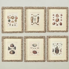 Set of Six Seashell Prints in Seashell Encrusted Frames