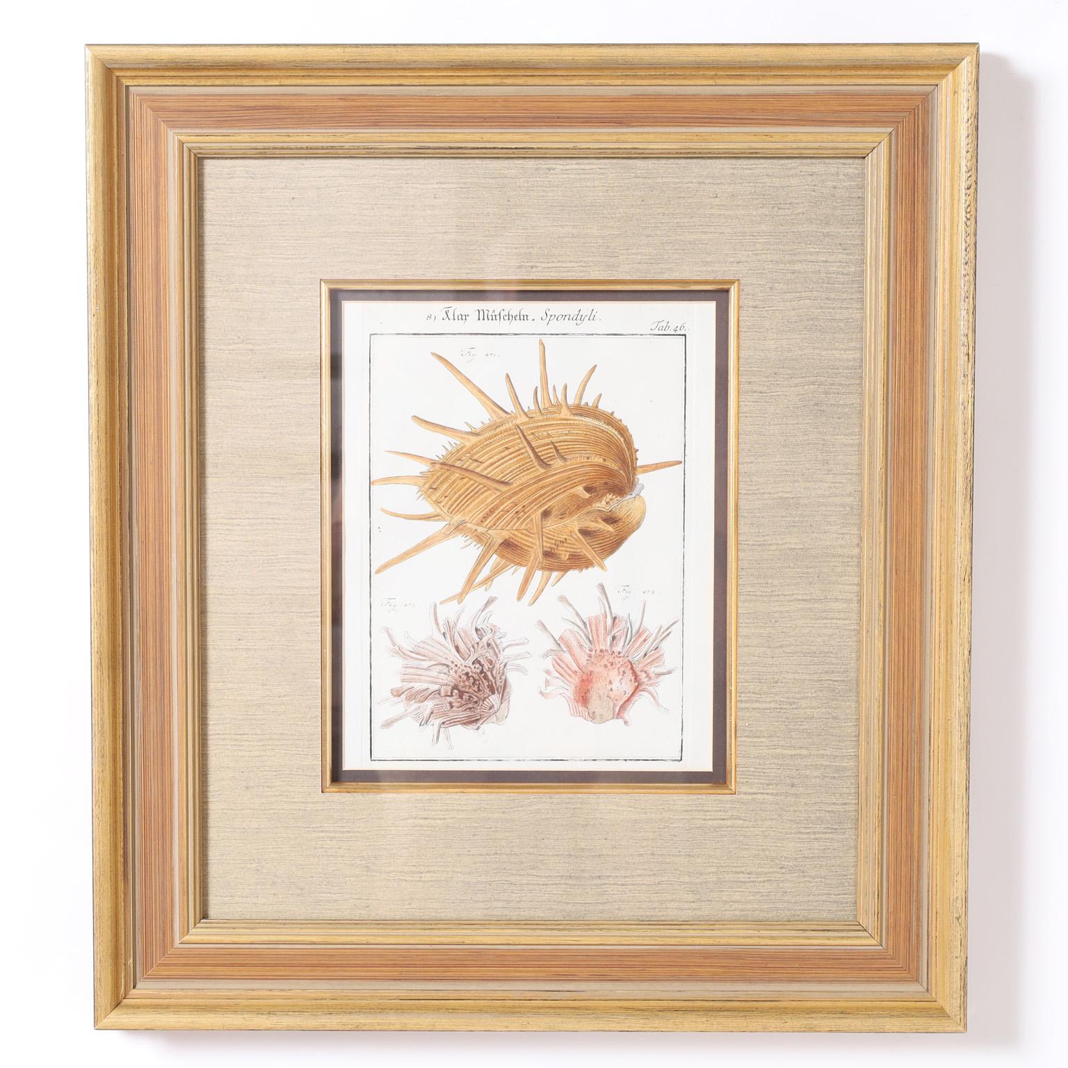 Historic set of three 18th century engravings hand painted in watercolor depicting seashell specimens in an early naturalist style. Presented under glass in wood frames.