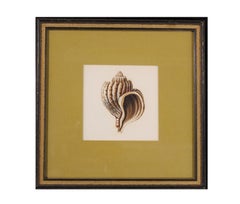 Shell Engraving of a Triton Type