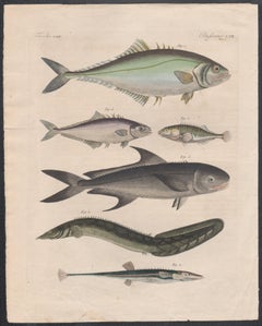 Antique Six Fish engravings with original hand-colouring, circa 1815