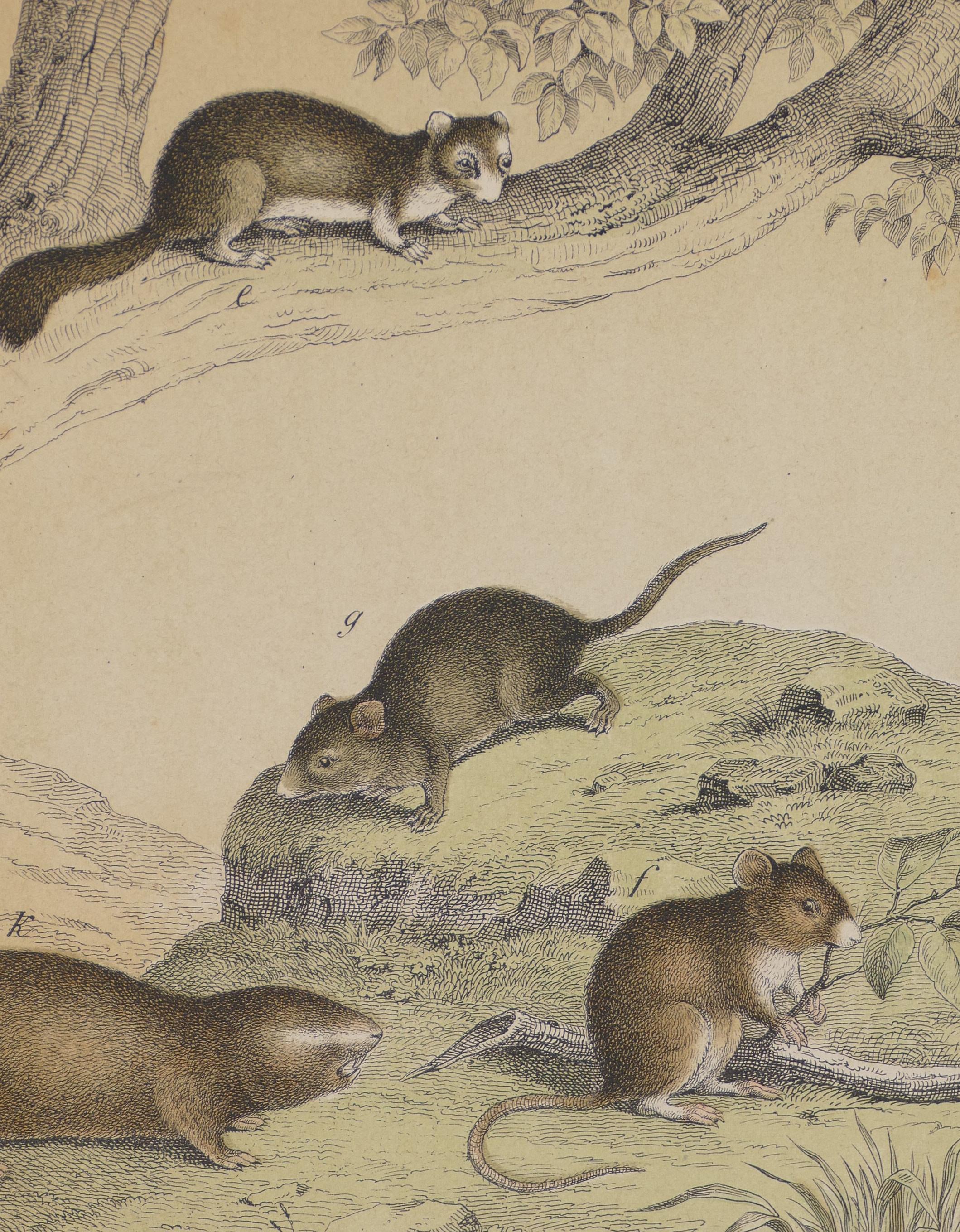 Small Rodents - Original Lithograph - Late 19th Century - Print by Unknown