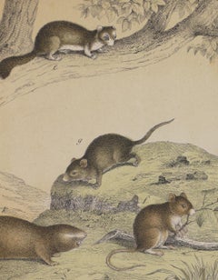 Small Rodents - Original Lithograph - Late 19th Century
