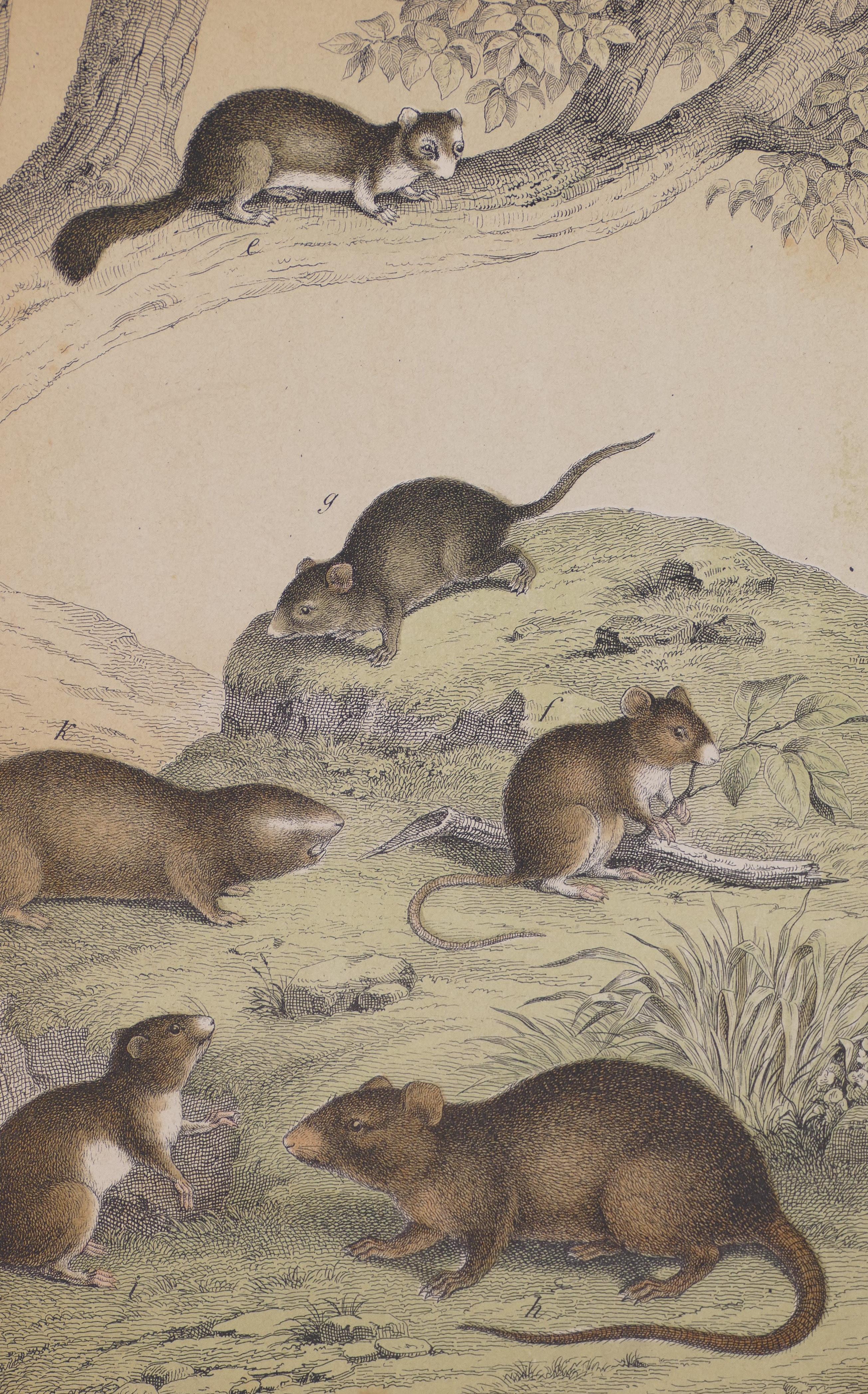 Unknown Figurative Print - Small Rodents - Original Lithograph - Late 19th Century