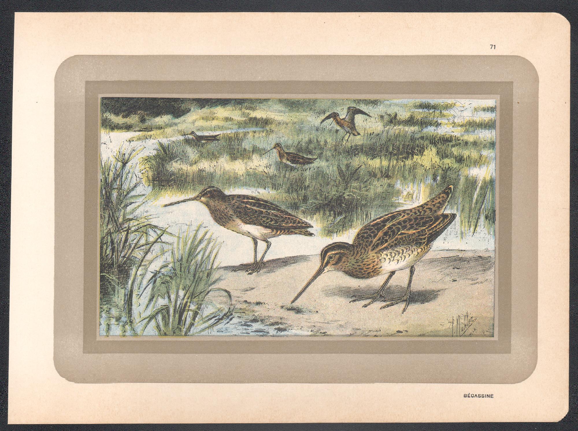 Snipe, French antique natural history water bird art print - Print by Unknown