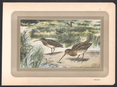 Snipe, French antique natural history water bird art print