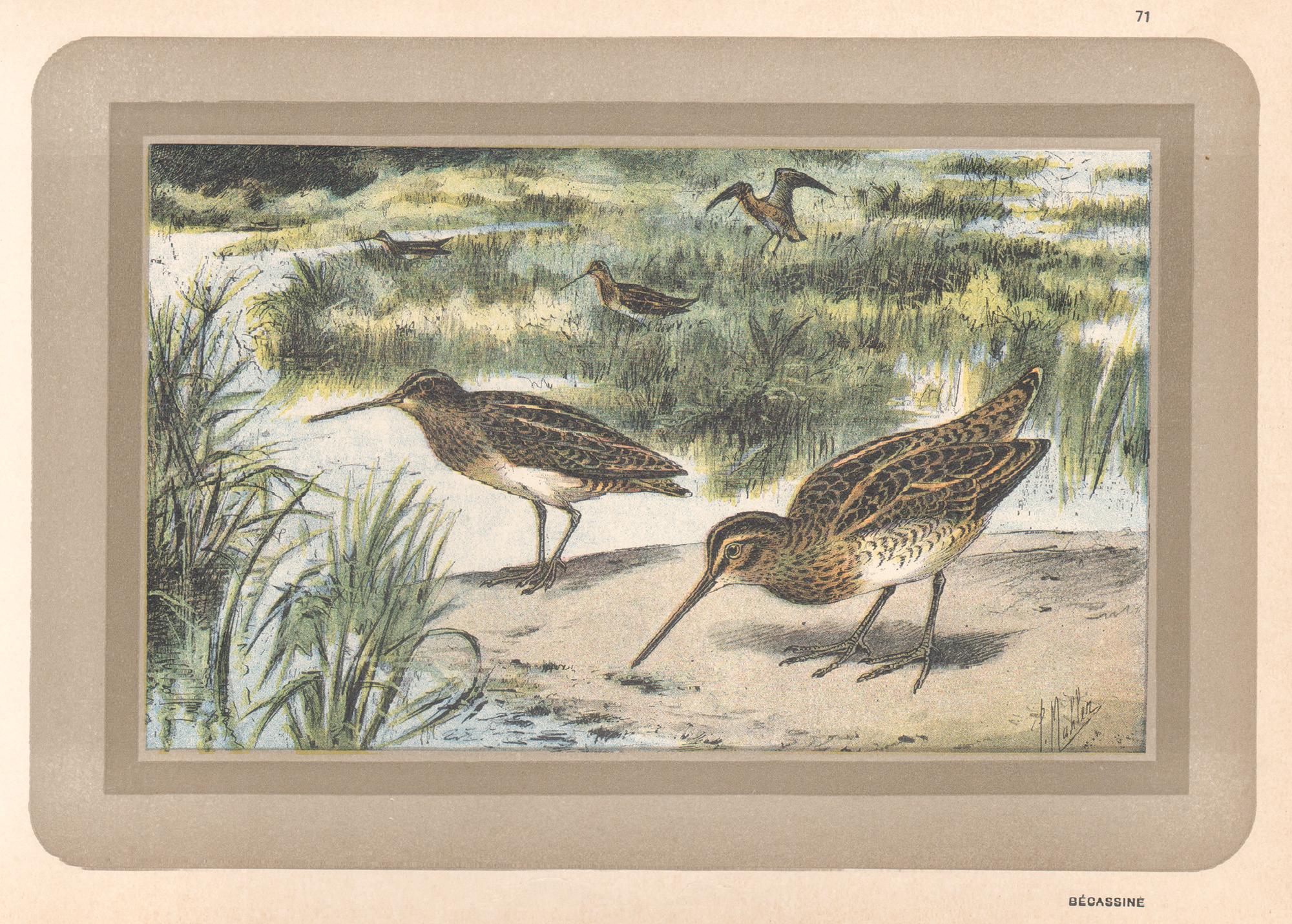 Unknown Animal Print - Snipe, French antique natural history water bird art print