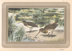Couteau, gravure d'art d'oiseau d'eau d'histoire naturelle française ancienne