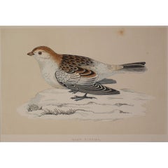 Stampa antica Snow Bunting