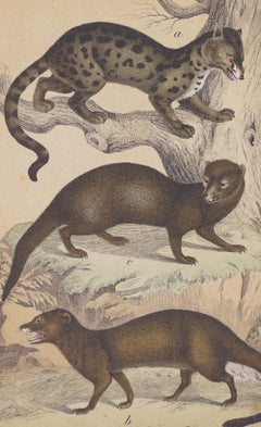 Antique Some Otters - Original Lithograph - Late 19th Century