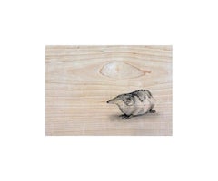 Sorex Reticulatus, La musaraña reticulada, Grabado de Joseph Rossano, 2018