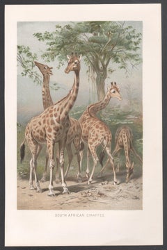 South African Giraffes, Antique Natural History Chromolithograph, circa 1895