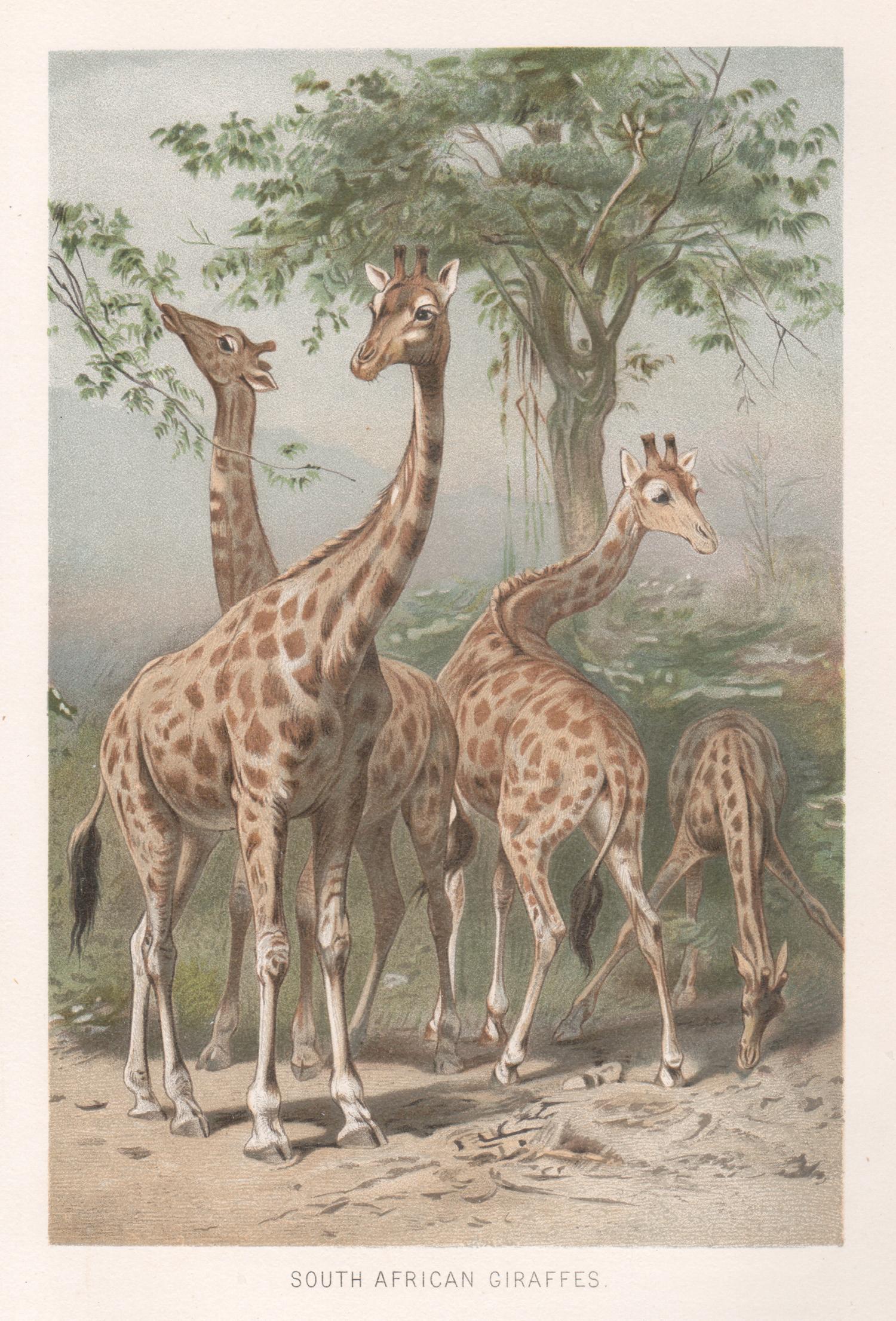 South African Giraffes, Antique Natural History Chromolithograph, circa 1895