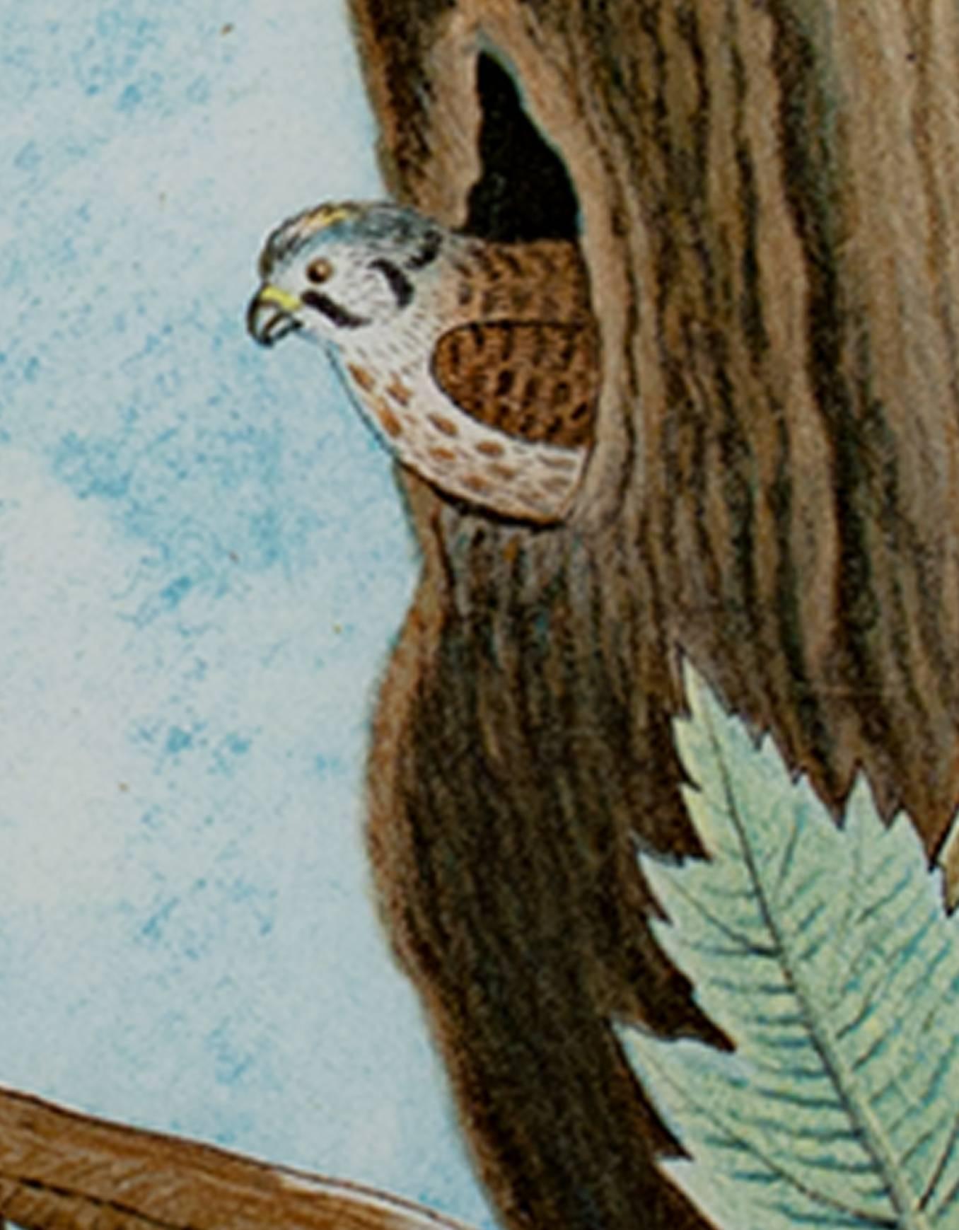 litografia a colori del XIX secolo stampa scientifica di uccelli animali falco albero foglie uovo - Print di Unknown