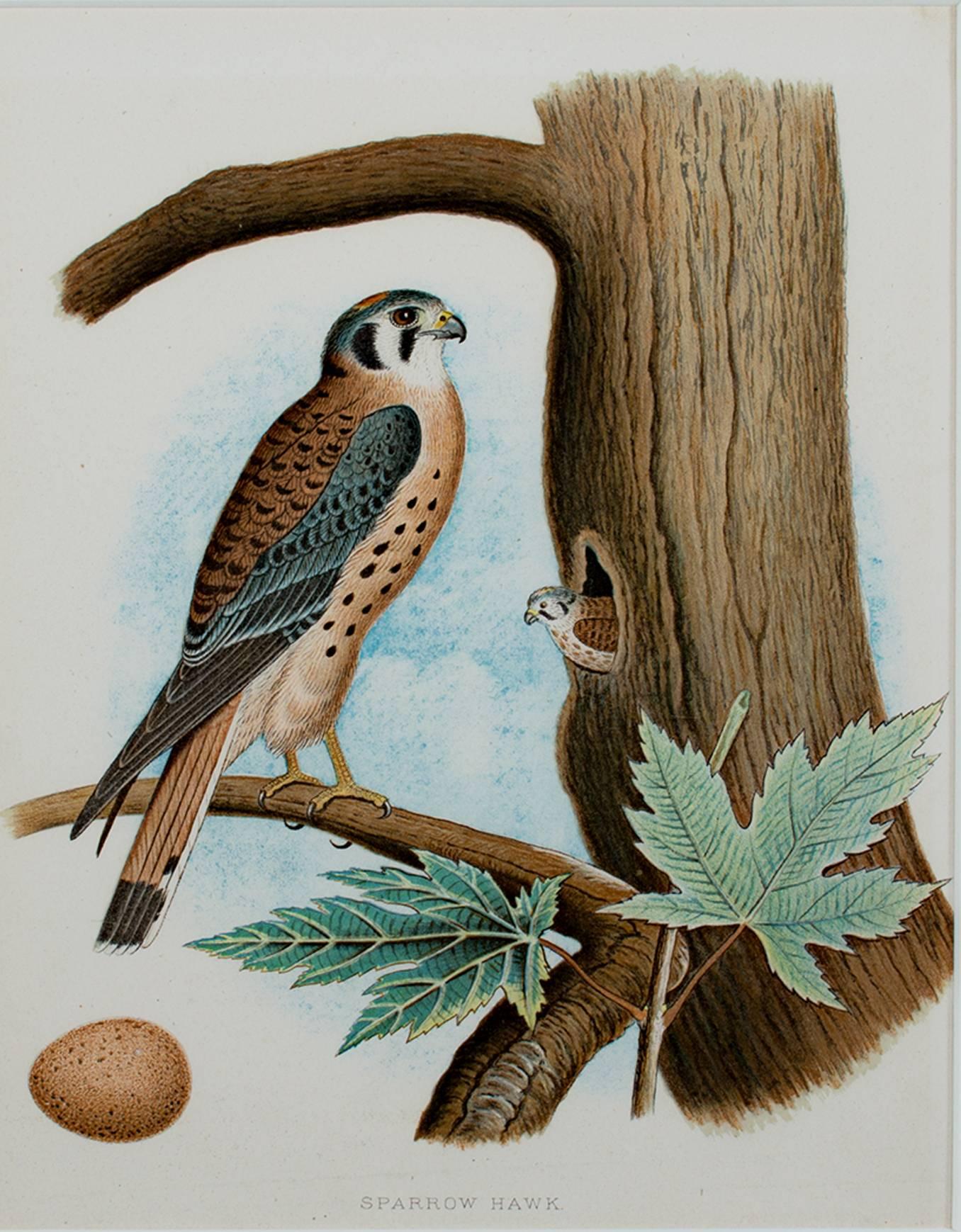 Animal Print di Unknown - litografia a colori del XIX secolo stampa scientifica di uccelli animali falco albero foglie uovo