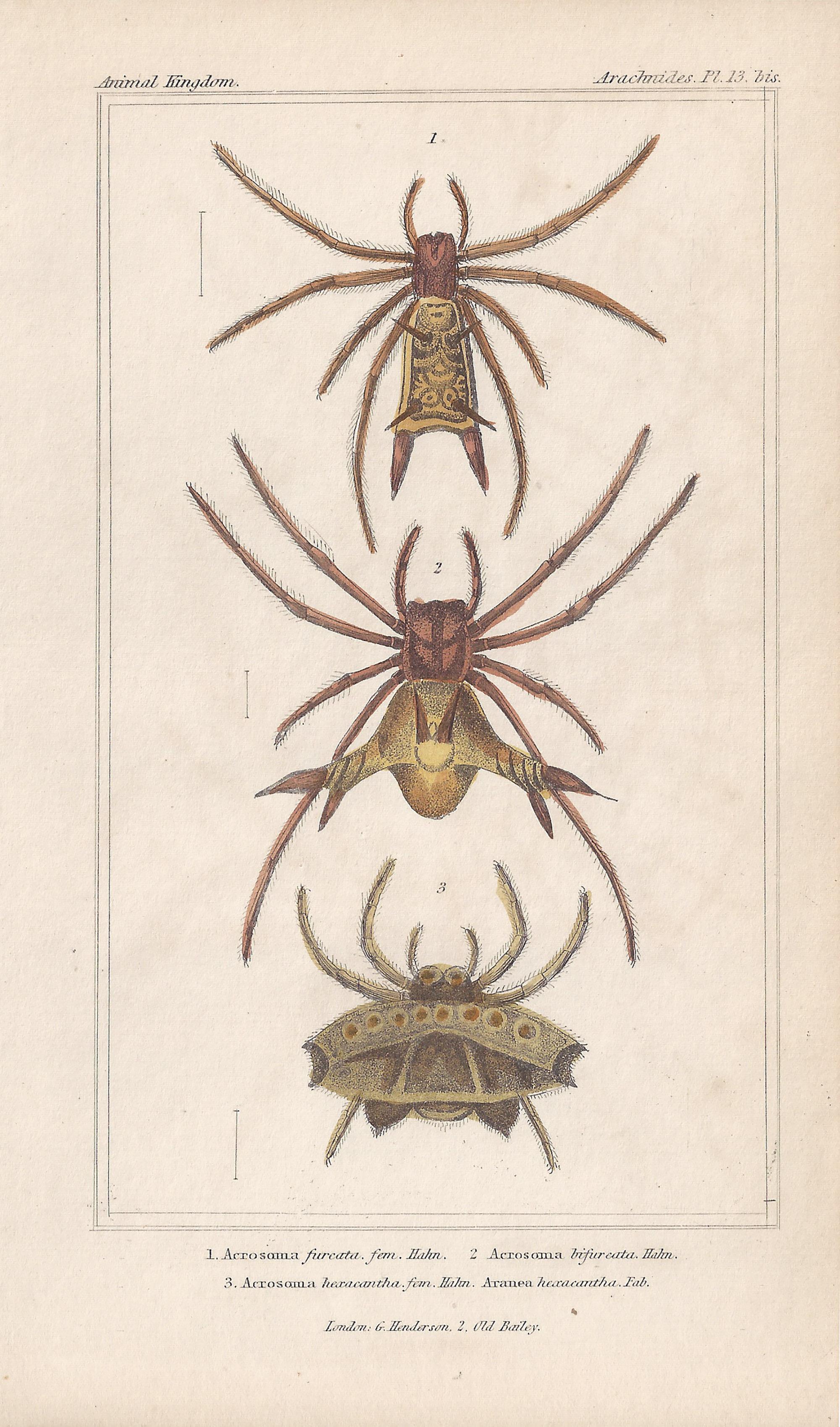 Unknown Animal Print - Spiders, antique English natural history engraving prints, 1837