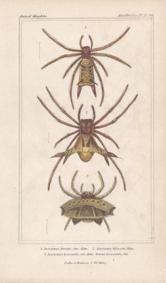 Spiders, antique English natural history engraving prints, 1837