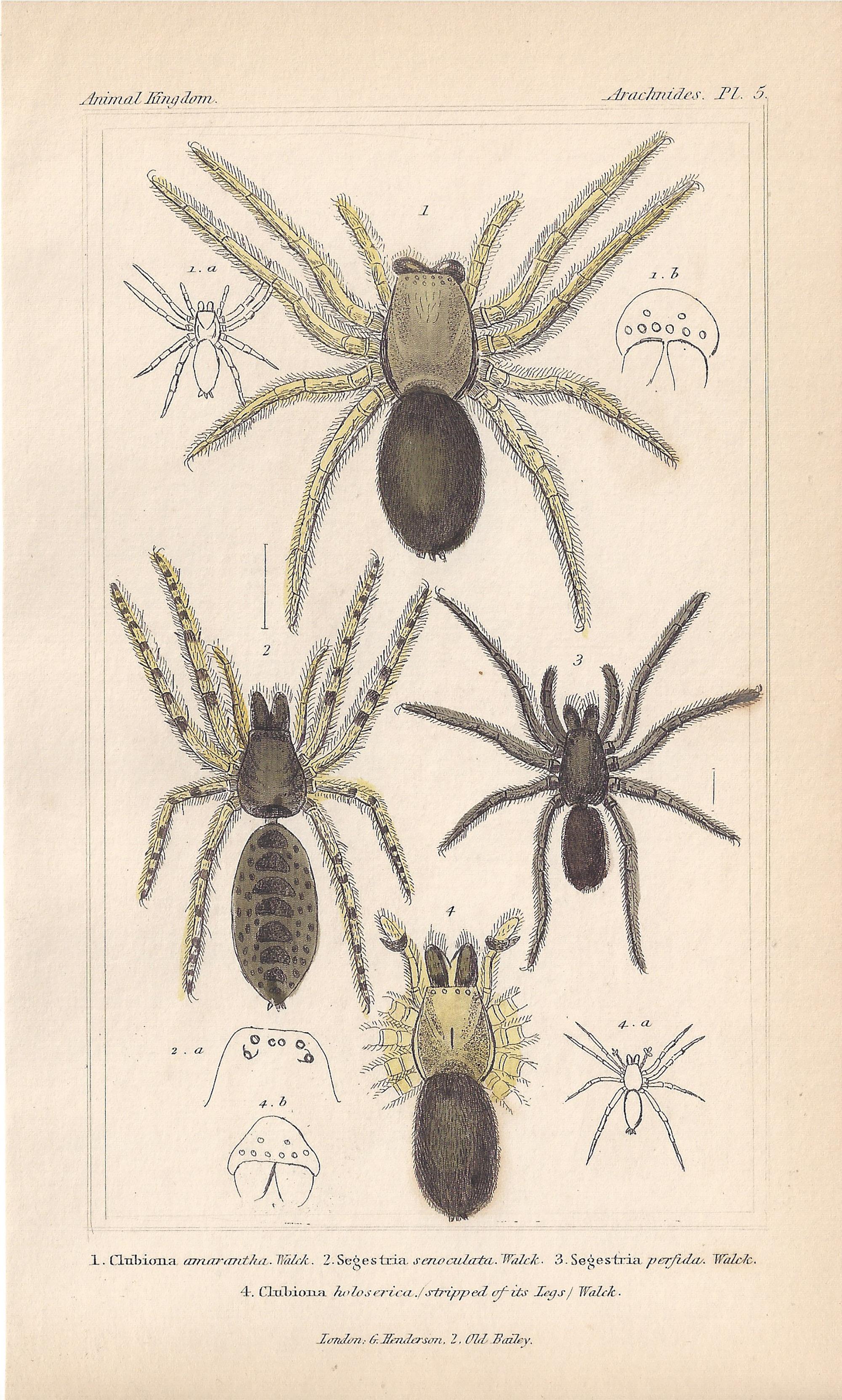 Unknown Animal Print - Spiders, antique English natural history engraving prints, 1837