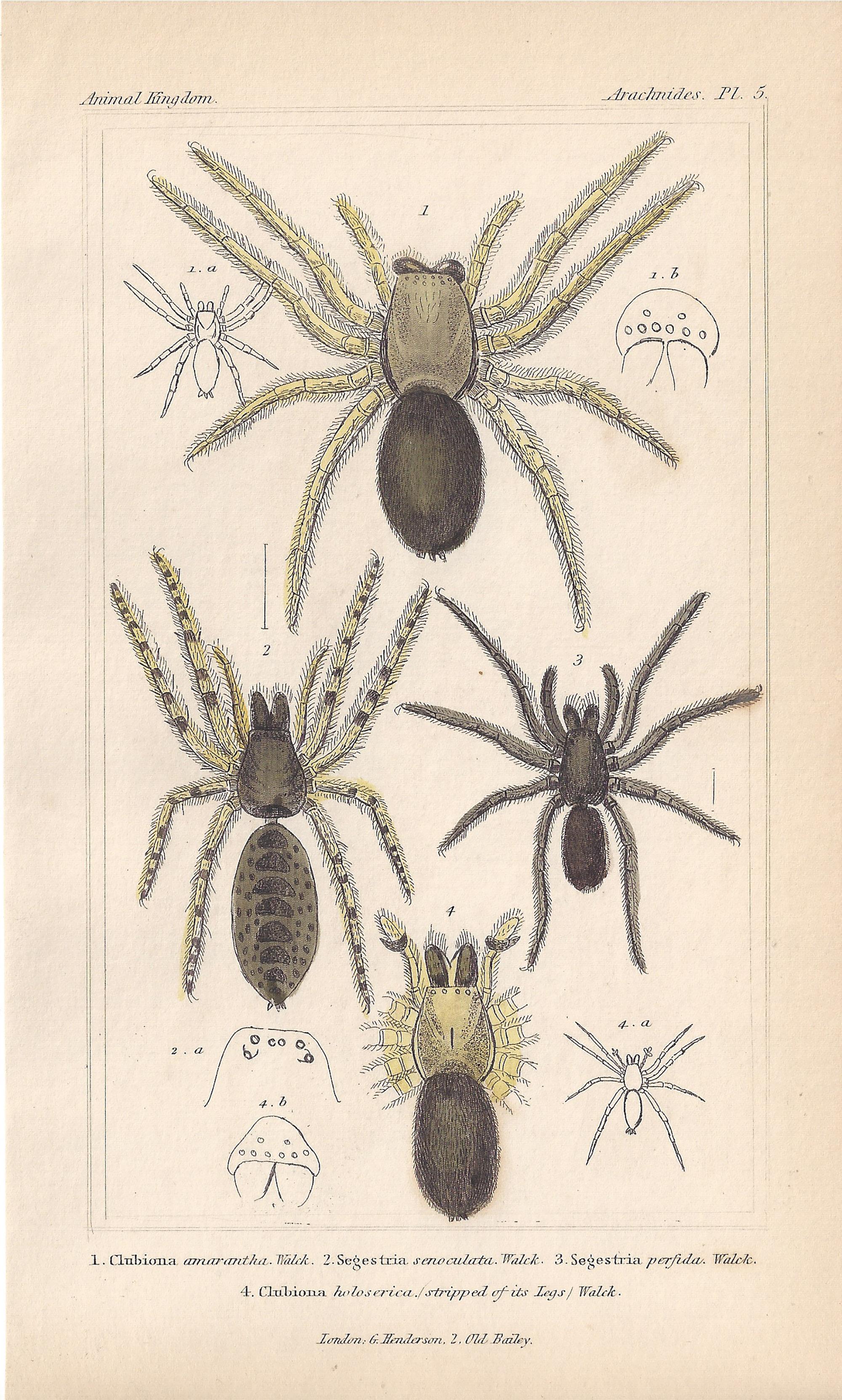 Spiders, antique English natural history engraving prints, 1837