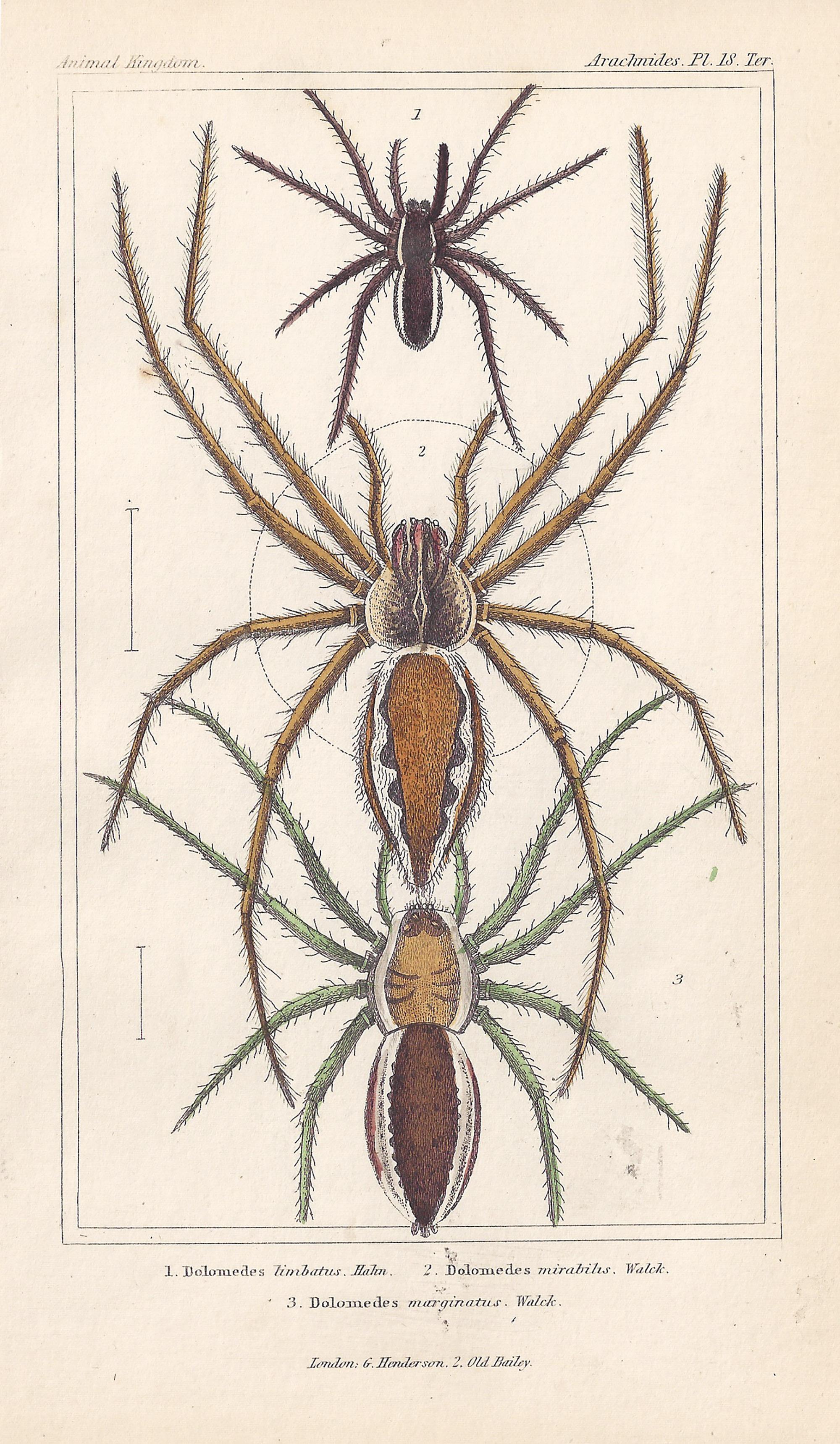 Spiders, anciennes gravures anglaises d'histoire naturelle, 1837
