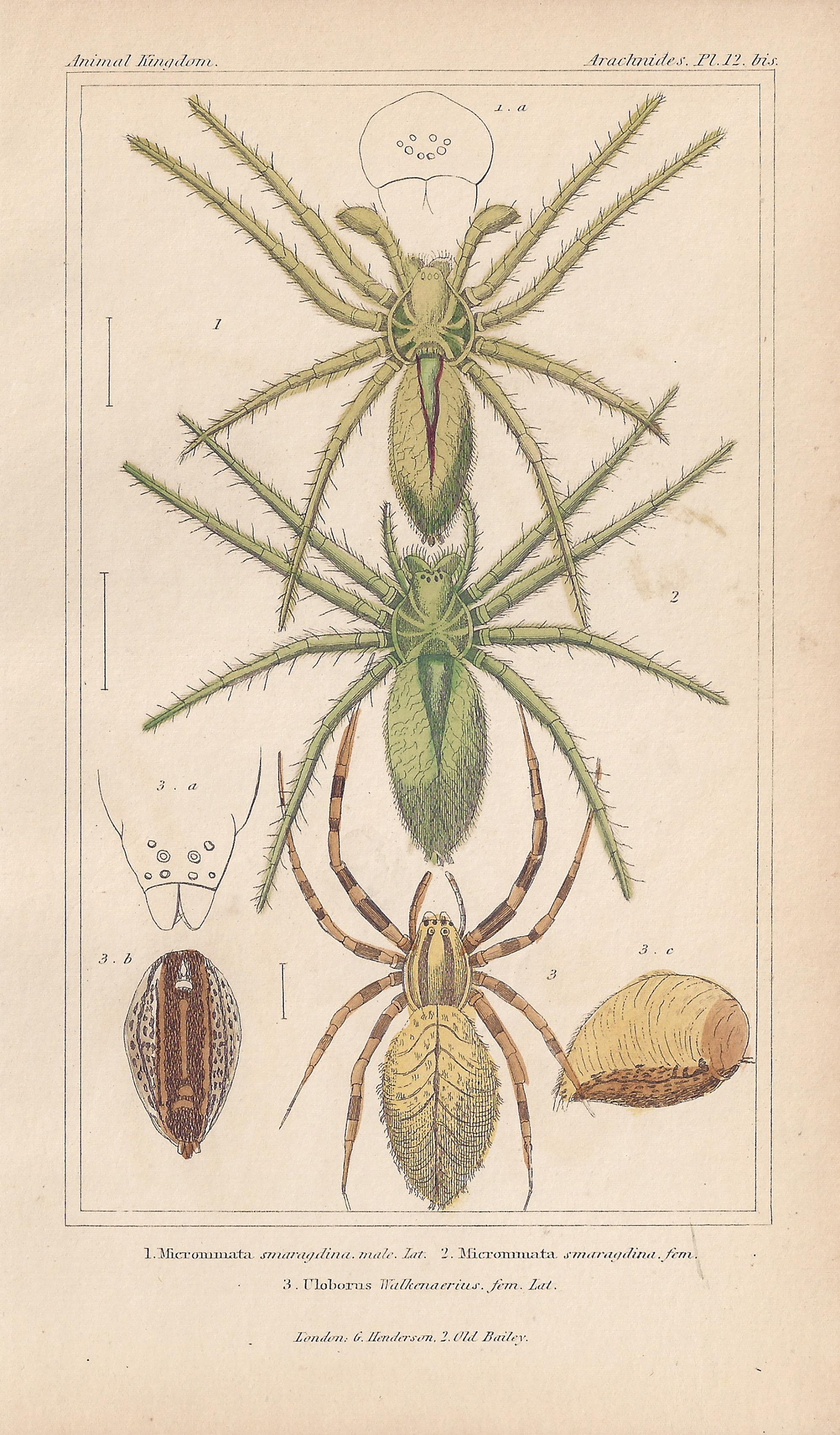 Spiders, anciennes gravures anglaises d'histoire naturelle, 1837