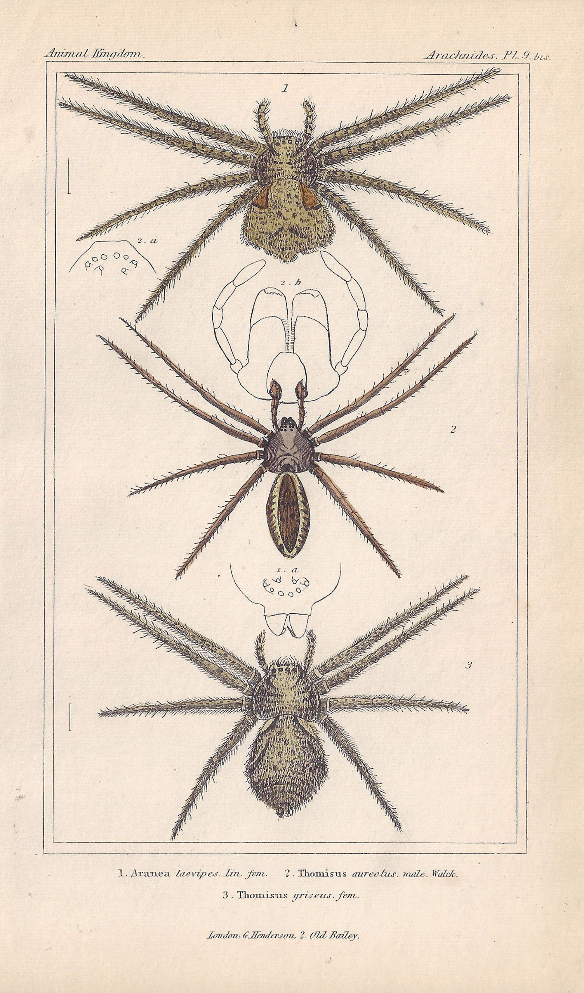 Spiders, antique English natural history engraving prints, 1837