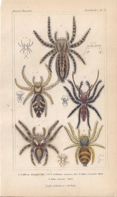 Spiders, antique English natural history engraving prints, 1837