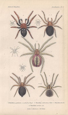 Spiders, antique English natural history engraving prints, 1837