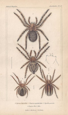 Spiders, antique English natural history engraving prints, 1837