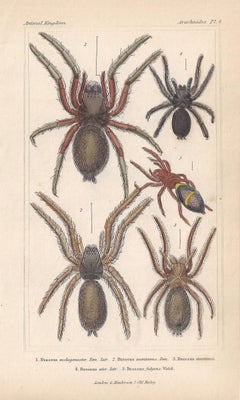 Spiders, antique English natural history engraving prints, 1837