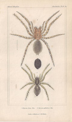 Spiders, antique English natural history engraving prints, 1837