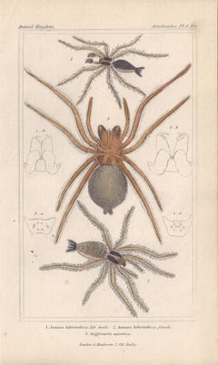 Spiders, Antique English natural history engraving prints, 1837