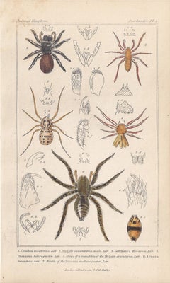 Spiders, antique English natural history engraving prints, 1837