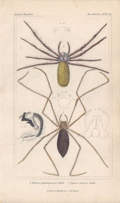 Spiders, antique English natural history engraving prints, 1837