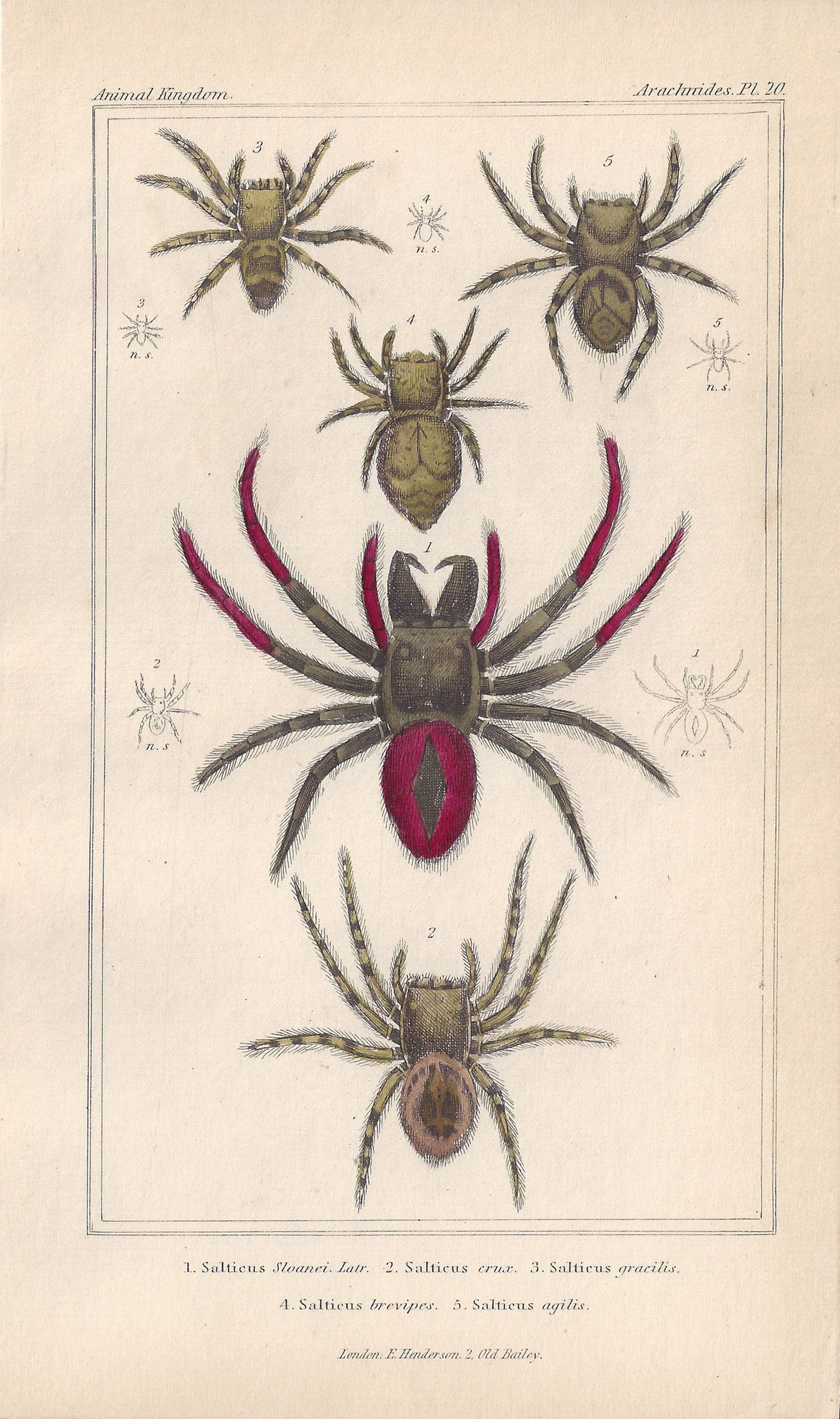 Unknown Animal Print - Spiders, antique English natural history engraving prints, 1837