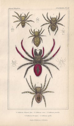 Spiders, antique English natural history engraving prints, 1837