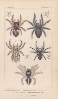 Spiders, antique English natural history engraving prints, 1837