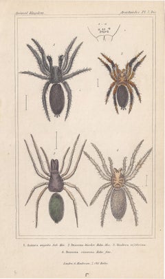 Spiders, antique English natural history engraving prints, 1837