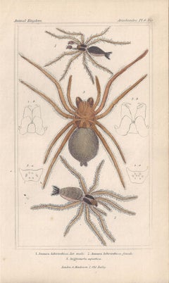 Spiders, four antique English natural history engraving prints, 1837