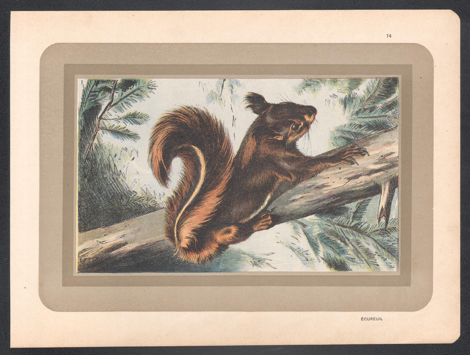 Écureuil, gravure d'art animalier d'histoire naturelle française antique - Print de Unknown