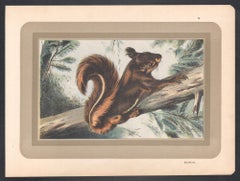 Squirrel, French antique natural history animal art print