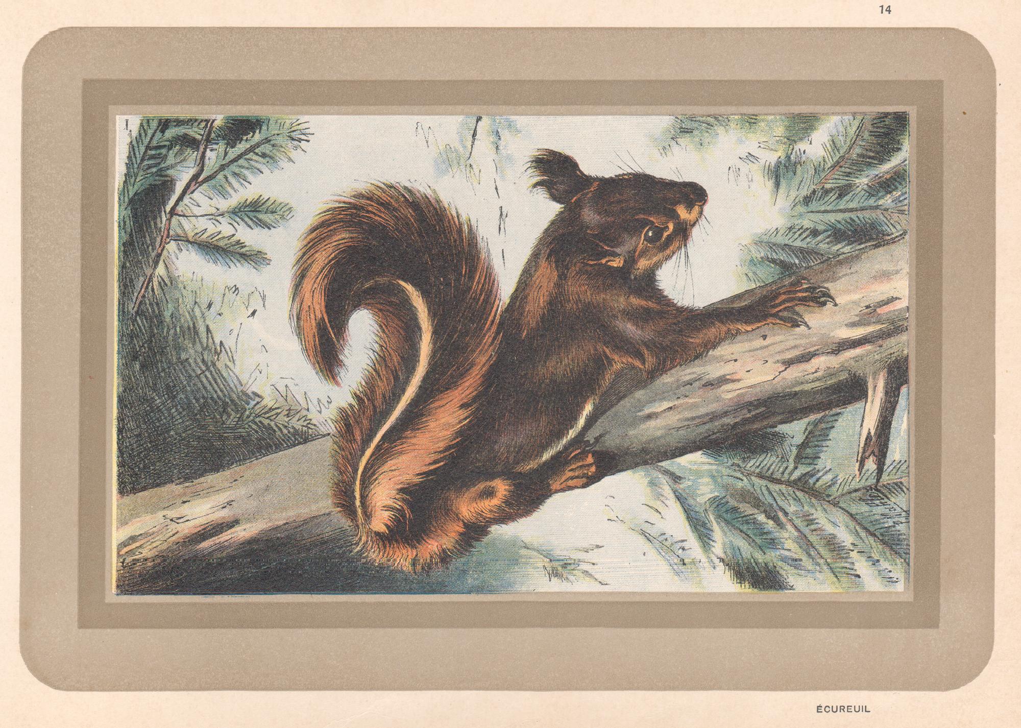 Unknown Animal Print - Squirrel, French antique natural history animal art print