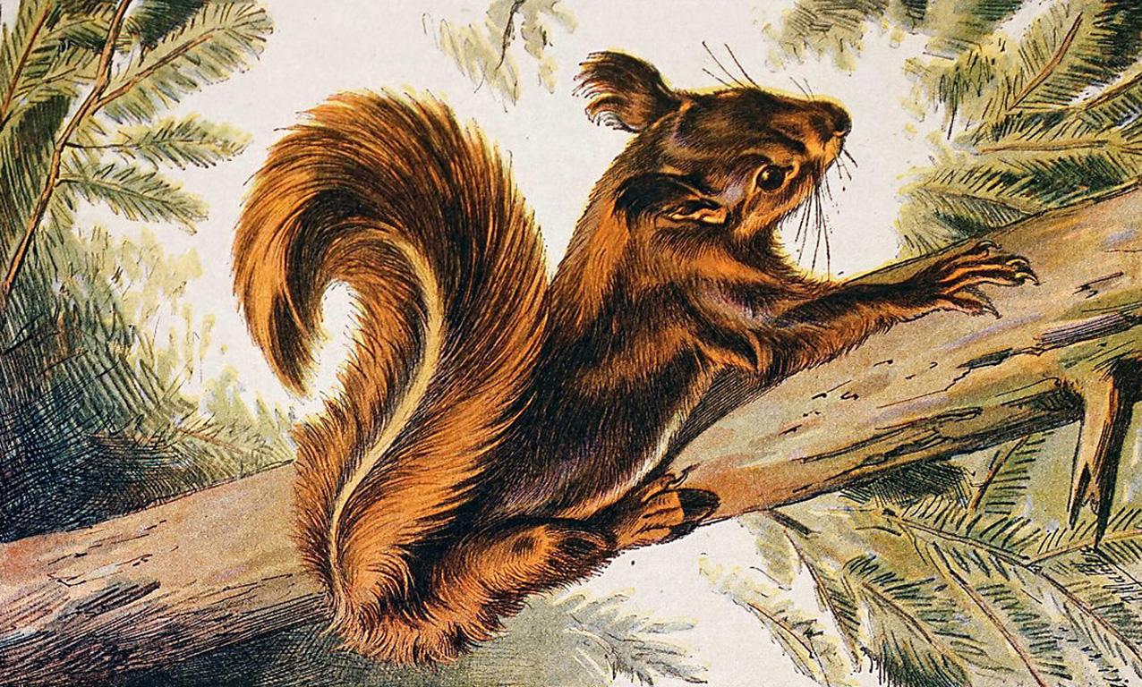 Squirrel on a Branch - Print by Unknown