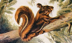 Squirrel on a Branch