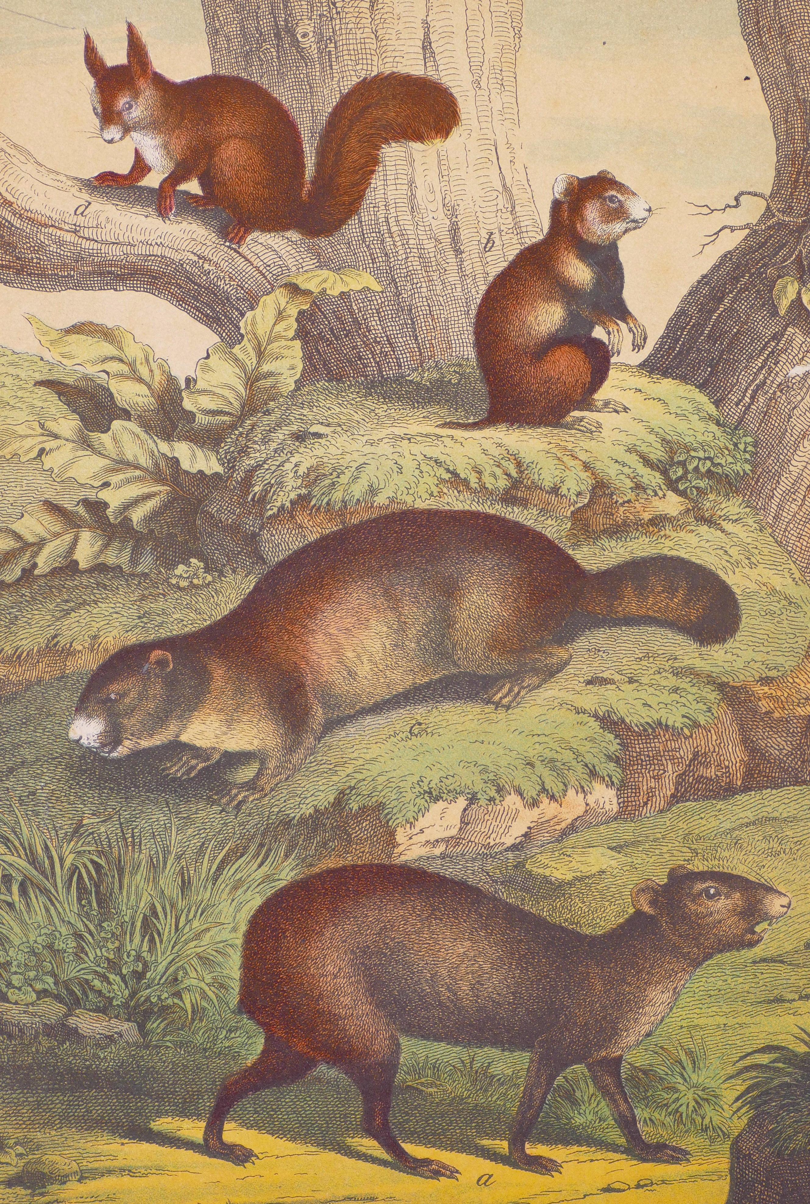 Squirrels - Original Lithograph - Late 19th Century - Print by Unknown