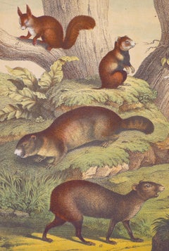Eichhörnchen – Originallithographie – Ende des 19. Jahrhunderts