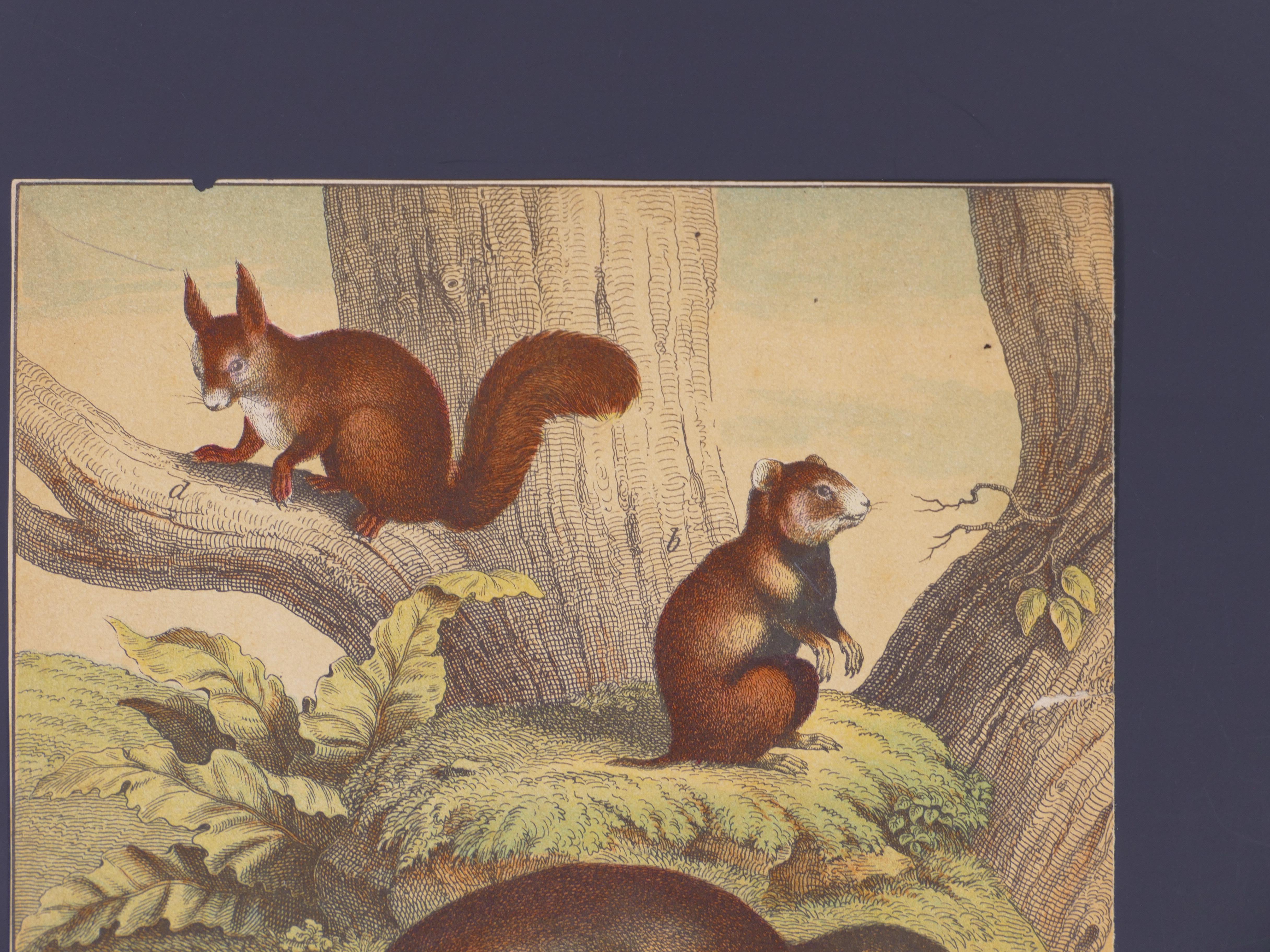 Eichhörnchen – Originallithographie – Ende des 19. Jahrhunderts (Braun), Figurative Print, von Unknown